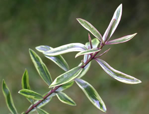 Hebe ‘Purple Shamrock’ photographed at a Hebe Society member’s garden, Cheshire, UK