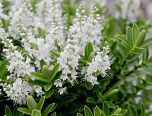 Hebe rakaiensis photographed at The Quinta Arboretum, Swettenham, Cheshire, UK