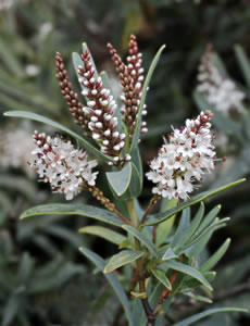 Hebe recurva ‘Aoira’ photographed at The Quinta Arboretum, Swettenham, Cheshire, UK