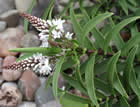 For more information on Hebe recurva ‘White Torrent’, and a larger view 20K