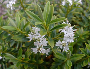 Hebe rigidula photographed at a Hebe Society member’s garden, Cheshire, UK