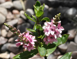 Hebe ‘Rosie’ photographed at The Quinta Arboretum, Swettenham, Cheshire, UK