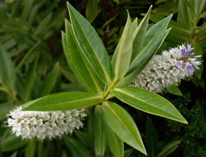 Hebe salicifolia photographed at Holkham Gardens, Norfolk, UK