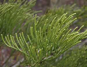 Hebe salicornioides photographed at Wakehurst Place, Ardingly, Sussex, UK