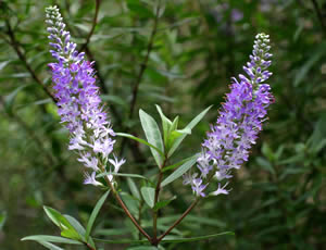 Hebe ‘Sapphire’ photographed at a Hebe Society member’s garden, Cheshire, UK