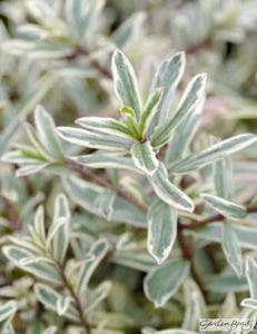 photograph of Hebe ‘Silver Anniversary’ supplied courtesy of Lowaters Nursery, UK