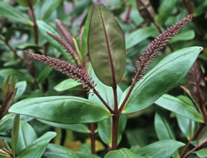 Hebe ‘Simon Delaux’ photographed at a Hebe Society member’s garden, Cheshire, UK