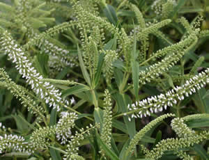 Hebe ‘Snow Wreath’ photographed at The Quinta Arboretum, Swettenham, Cheshire, UK