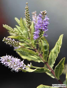 'photograph of Hebe ‘Sparkling Sapphires’ supplied courtesy of Lowaters Nursery, UK