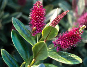 Hebe speciosa ‘Tricolor’ photographed at the Royal Tasmanian Botanic Gardens, Hobart, Tasmania