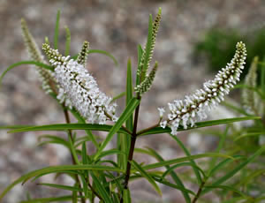 Hebe stenophylla photographed at The Quinta Arboretum, Swettenham, Cheshire, UK