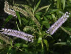 For more information on Hebe stricta var egmontiana, and a larger view 20K