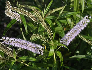 Hebe stricta var egmontiana photographed at The Quinta Arboretum, Swettenham, Cheshire, UK