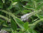 For more information on Hebe stricta var macroura, and a larger view 20K