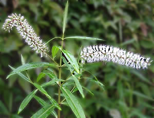 Hebe stricta var stricta photographed by Gordon Smith at his garden, Surrey, UK