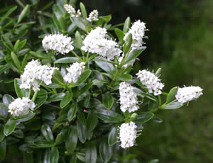 Hebe subalpina photographed at a Hebe Society member’s garden, Cheshire, UK