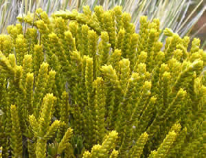 Hebe tetragona photographed by Inge Koning© at Tongariro National  Park, North Island, New Zealand