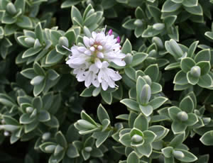 Hebe topiaria photographed at The Quinta Arboretum, Swettenham, Cheshire, UK