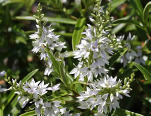 Hebe townsonii photographed at The Quinta Arboretum, Swettenham, Cheshire, UK