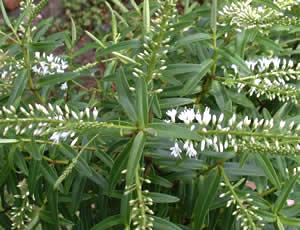 Hebe traversii photographed at a Hebe Society member’s garden, Cheshire, UK