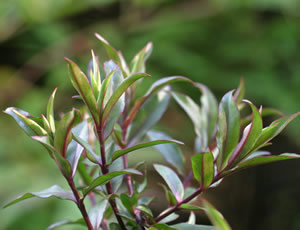 Hebe ‘Twisty’ photographed at a Hebe Society member’s garden, Cheshire, UK