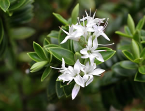 Hebe venustula ‘Hikurangi’ photographed at a Hebe Society member’s garden, Cheshire, UK