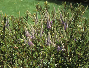 Hebe ‘Waikiki’ photographed at Christchurch Botanic Garden, Canterbury, South Island, New Zealand