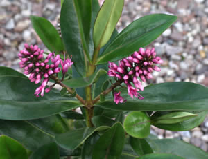 Hebe ‘Warley Pink’ photographed at The Quinta Arboretum, Swettenham, Cheshire, UK