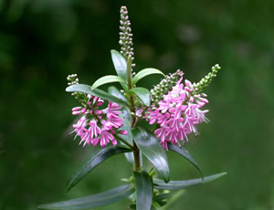 Hebe ‘Watson’s Pink’ photographed at The Quinta Arboretum, Swettenham, Cheshire, UK