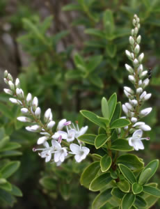 Hebe ‘White Gem’ photographed at The Quinta Arboretum, Swettenham, Cheshire, UK