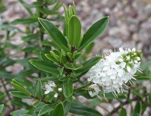 Hebe ‘White Heather’ photographed at The Quinta Arboretum, Swettenham, Cheshire, UK