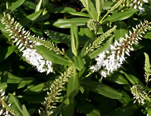 Hebe ‘White Wand’ photographed at The Quinta Arboretum, Swettenham, Cheshire, UK