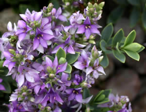 Hebe ‘Wingletye’ photographed at The Quinta Arboretum, Swettenham, Cheshire, UK