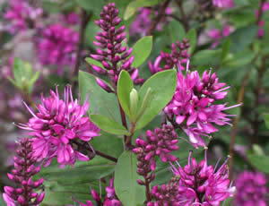 Hebe ‘Wiri Charm’ photographed at The Quinta Arboretum, Swettenham, Cheshire, UK