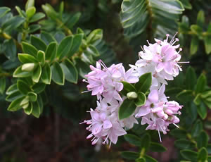 Hebe ‘Wiri Cloud’ photographed at a Hebe Society member’s garden, Cheshire, UK