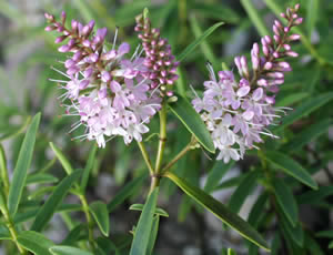 Hebe ‘Wiri Dawn’ photographed at a Hebe Society member’s garden, Cheshire, UK