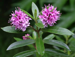 Hebe ‘Wiri Joy’ photographed at a Hebe Society member’s garden, Cheshire, UK