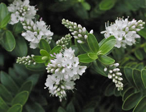 Hebe ‘Wiri Mist’ photographed at a Hebe Society member’s garden, Cheshire, UK