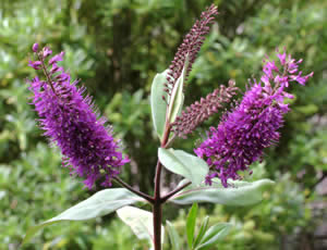 Hebe ‘Wiri Prince’ photographed at The Quinta Arboretum, Swettenham, Cheshire, UK