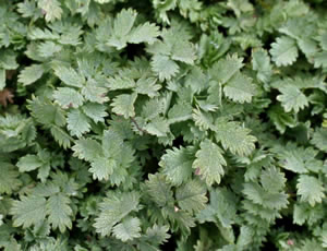 Acaena buchananii photographed at photographed at Wakehurst Place, Ardingly, Sussex, UK