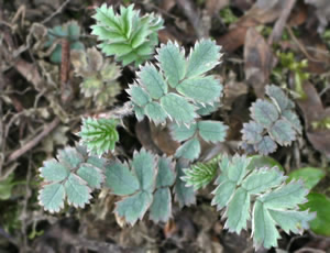 Acaena caesiiglauca photographed at Wakehurst Place, Ardingly, Sussex, UK