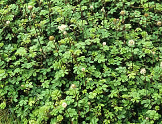 Acaena novae-zelandiae photographed at Wakehurst Place, Ardingly, Sussex, UK