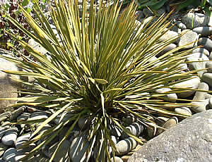 Aciphylla aurea photographed at Logan Botanic Garden, Stranraer, Scotland, UK