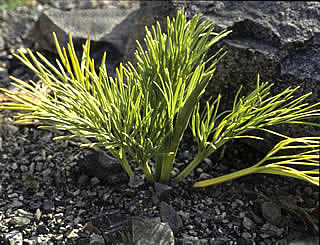 Aciphylla dieffenbachii photographed at Southern Seeds, Sheffield, Canterbury, South Island, New Zealand