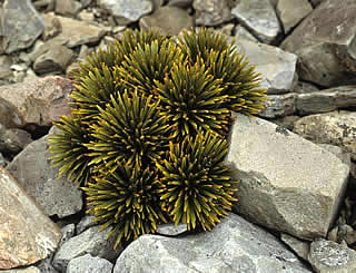 Aciphylla dobsonii photographed at Ohau Snow Fields, Twizel, South Island, New Zealand