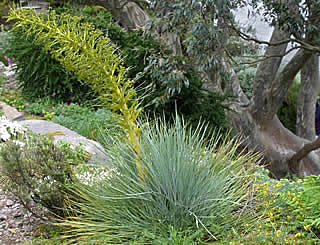 Aciphylla squarrosa photographed at Inverewe Gardens, Poolewe, Scotland, UK