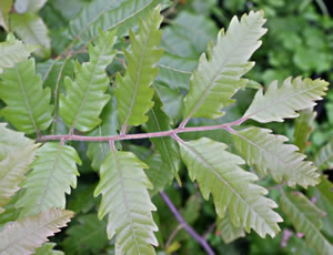 Alectryon excelsus photographed at Burncoose Nurseries, Redruth, Cornwall, UK