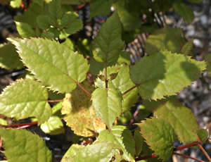 Aristotelia serrata photographed at Logan Botanic Garden, Stranraer, Scotland, UK