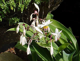 Arthropodium cirratum photographed at a Hebe Society member’s garden, Cheshire, UK