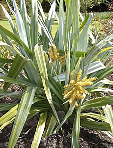 Astelia chathamica photographed at Ventnor Botanic Garden, Isle of Wight, UK